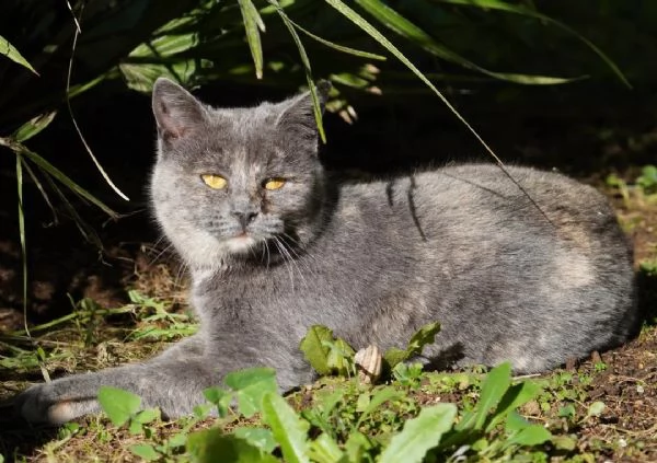 Scheggia, gattina meravigliosa | Foto 3