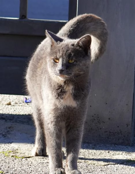 Scheggia, gattina meravigliosa | Foto 2