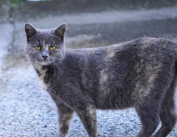 Scheggia, gattina meravigliosa | Foto 1