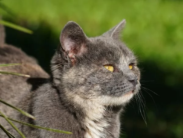 Scheggia, gattina meravigliosa