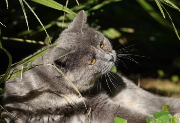 Scheggia, gattina meravigliosa | Foto 0