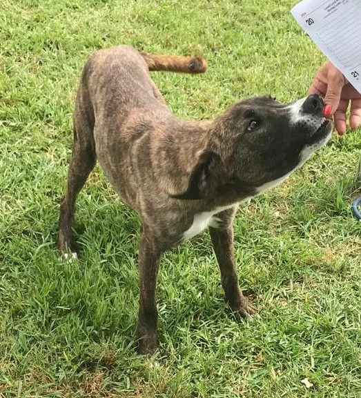 ZOOM, la cagnolina pi&ugrave; simpatica del canile | Foto 4