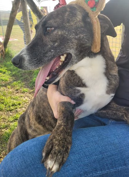 ZOOM, la cagnolina pi&ugrave; simpatica del canile | Foto 3