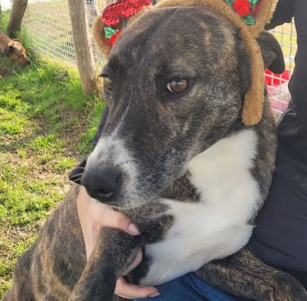 ZOOM, la cagnolina pi&ugrave; simpatica del canile | Foto 2