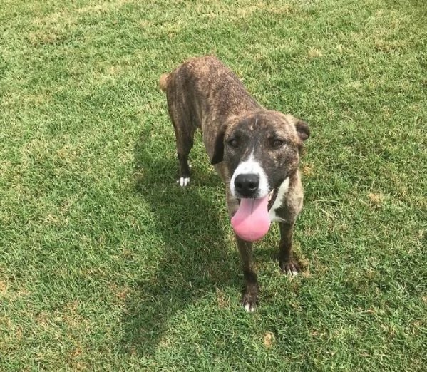 ZOOM, la cagnolina pi&ugrave; simpatica del canile | Foto 1
