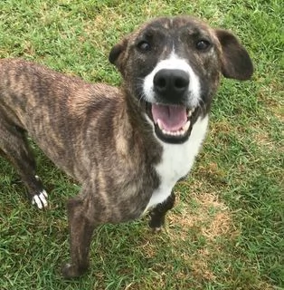 ZOOM, la cagnolina pi&ugrave; simpatica del canile
