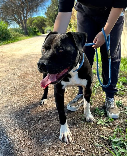 Tyson 2, meraviglioso pitt | Foto 3