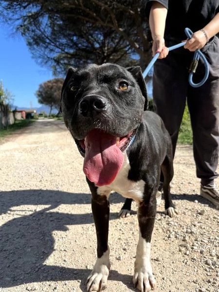 Tyson 2, meraviglioso pitt | Foto 2