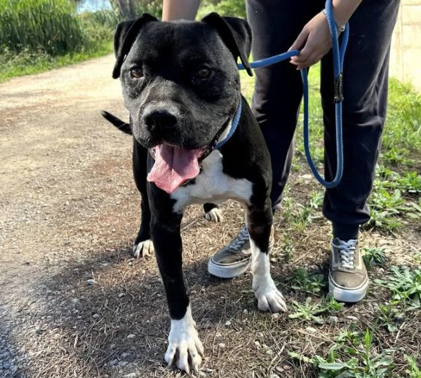 Tyson 2, meraviglioso pitt | Foto 1