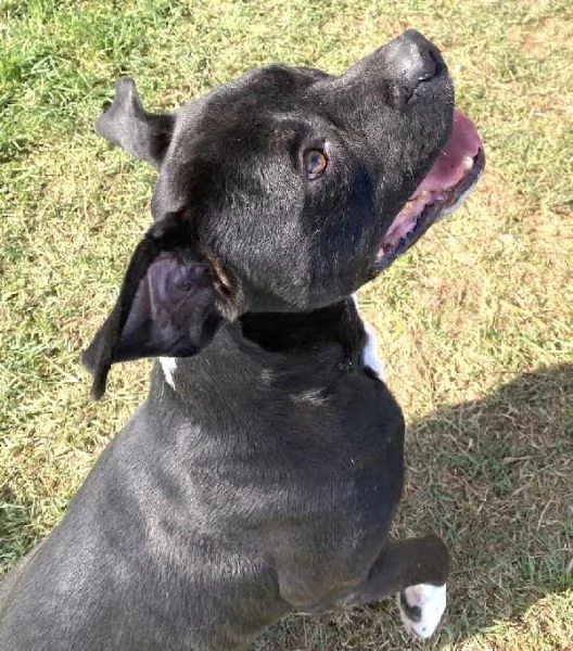 Tyson 2, meraviglioso pitt | Foto 0