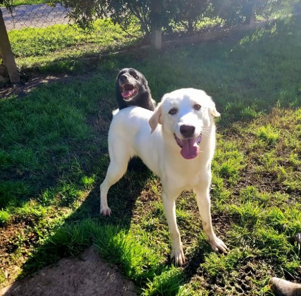 Sade, dolcissima mini labrador | Foto 6