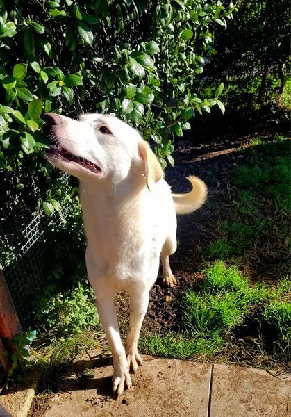 Sade, dolcissima mini labrador | Foto 5