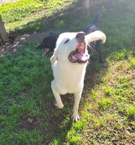 Sade, dolcissima mini labrador | Foto 4