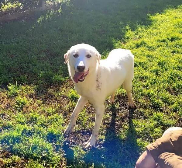 Sade, dolcissima mini labrador | Foto 3