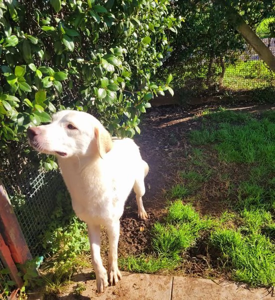 Sade, dolcissima mini labrador | Foto 2