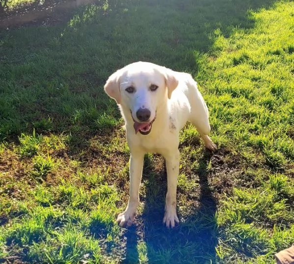 Sade, dolcissima mini labrador
