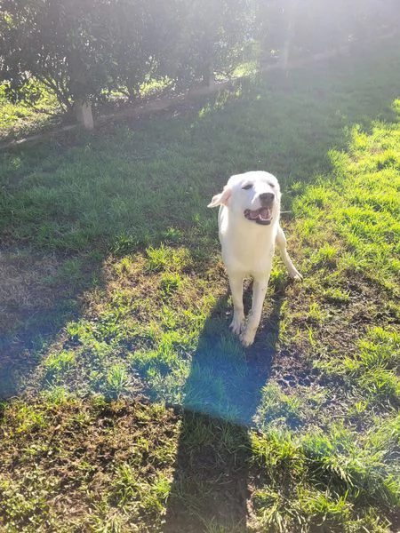 Sade, dolcissima mini labrador | Foto 1