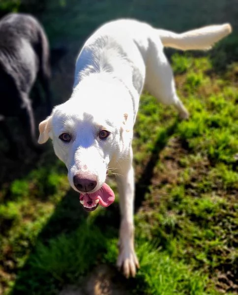 Sade, dolcissima mini labrador | Foto 0