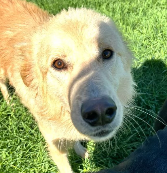 FLIPPER, adozione del cuore | Foto 6