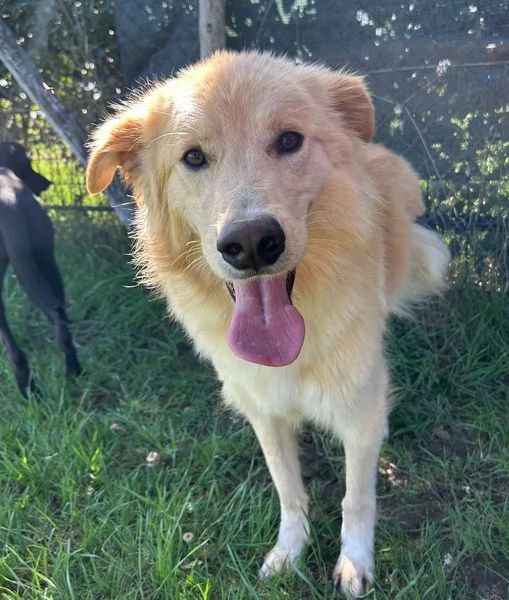 FLIPPER, adozione del cuore | Foto 5