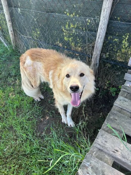 FLIPPER, adozione del cuore | Foto 4