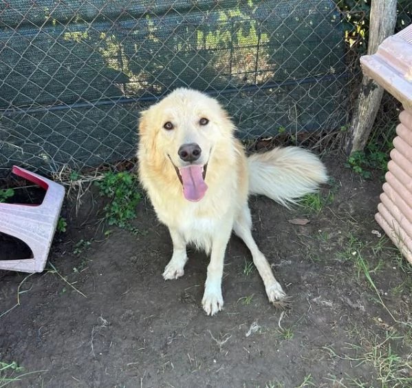 FLIPPER, adozione del cuore | Foto 3