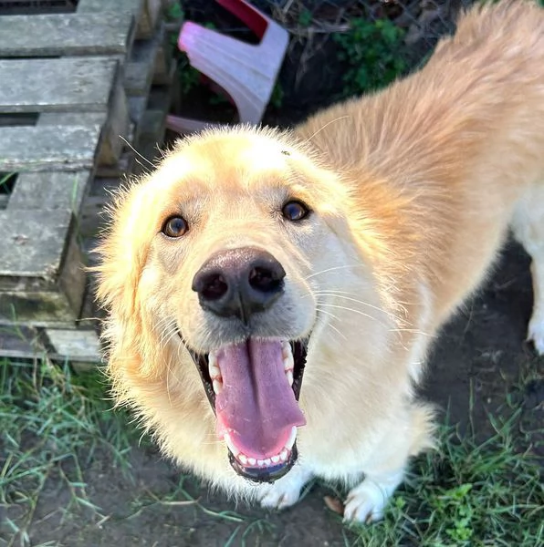 FLIPPER, adozione del cuore | Foto 2