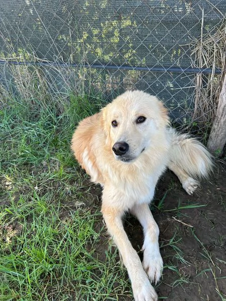 FLIPPER, adozione del cuore | Foto 1