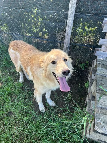 FLIPPER, adozione del cuore | Foto 0