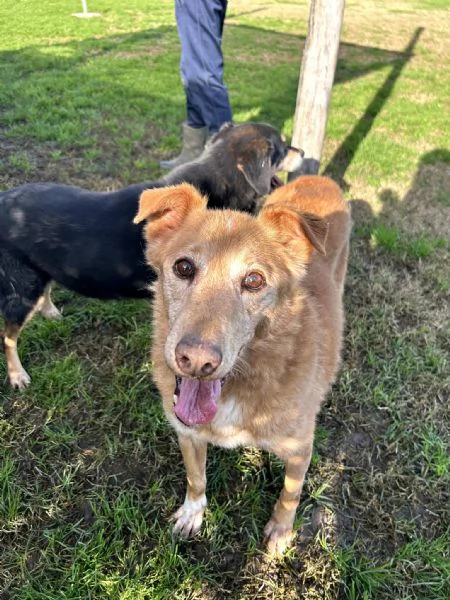 ROMEO, adozione del cuore