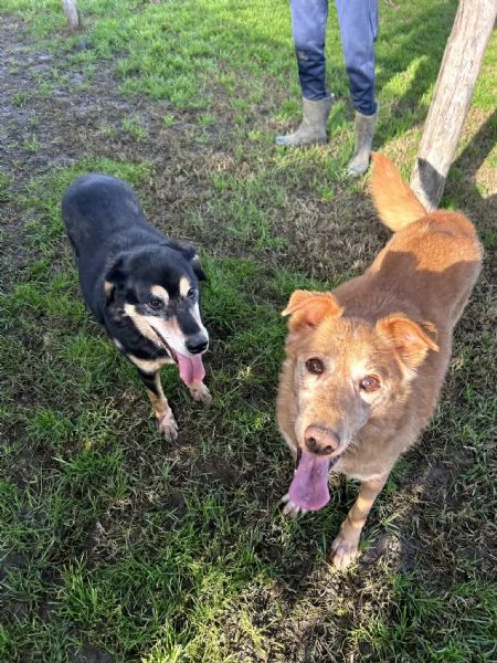 ROMEO, adozione del cuore | Foto 5