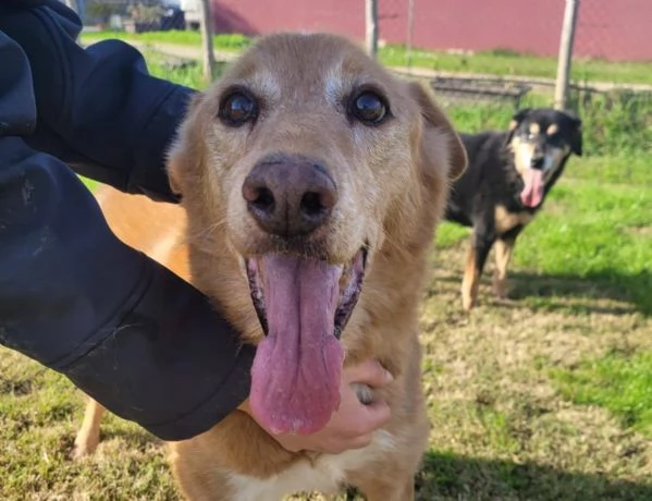 ROMEO, adozione del cuore | Foto 4