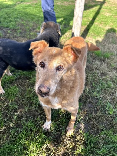 ROMEO, adozione del cuore | Foto 3