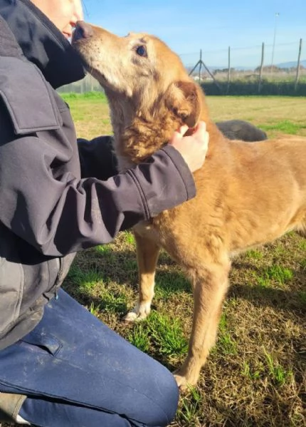 ROMEO, adozione del cuore | Foto 2