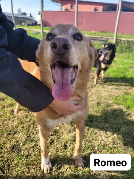 ROMEO, adozione del cuore | Foto 1