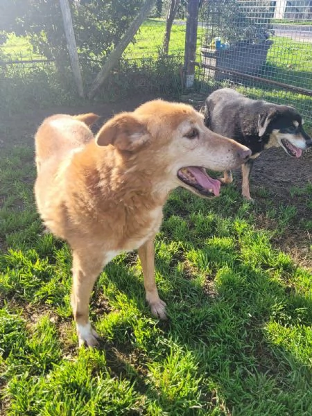 ROMEO, adozione del cuore | Foto 0