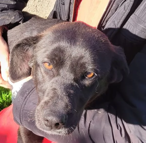 Bibbi l'entusiasmo del suo essere ti prende il cuore  | Foto 5