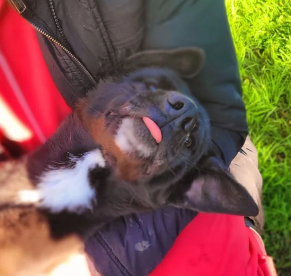 Bibbi l'entusiasmo del suo essere ti prende il cuore  | Foto 4