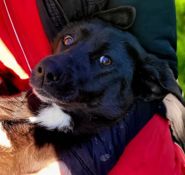 Bibbi l'entusiasmo del suo essere ti prende il cuore  | Foto 0