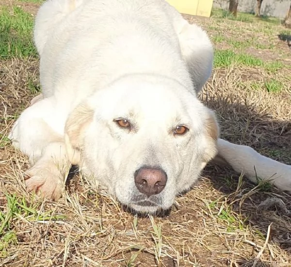 Ziguli' il timido cagnolino dal sorriso speciale | Foto 5
