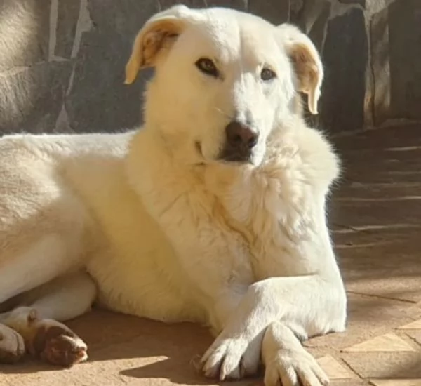 Ziguli' il timido cagnolino dal sorriso speciale