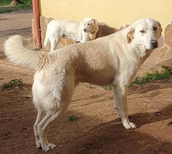 Ziguli' il timido cagnolino dal sorriso speciale | Foto 4