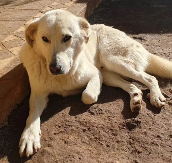 Ziguli' il timido cagnolino dal sorriso speciale | Foto 3
