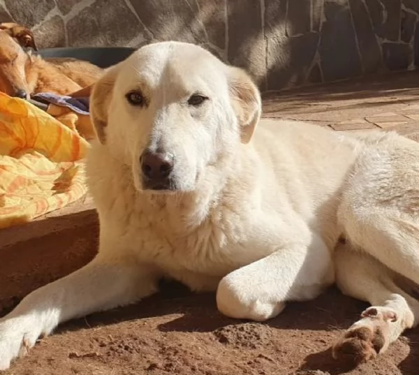 Ziguli' il timido cagnolino dal sorriso speciale | Foto 2