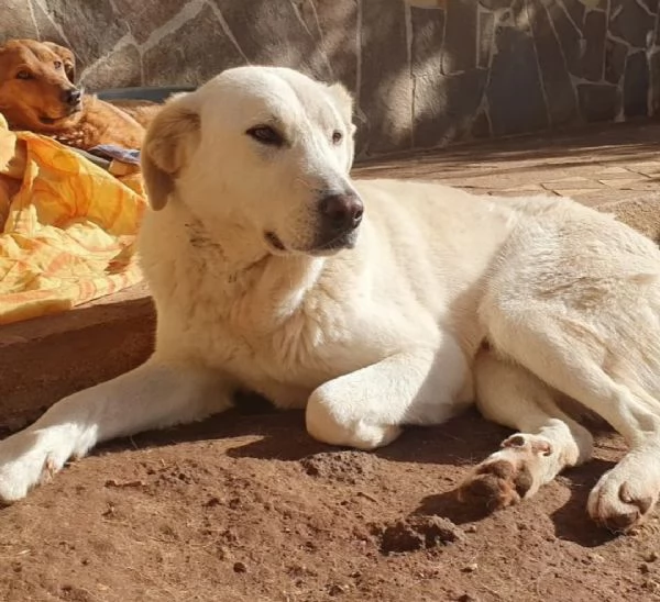 Ziguli' il timido cagnolino dal sorriso speciale | Foto 1