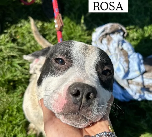Rosa, la prima di 3 cucciole bellissime e monelle