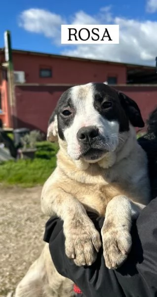Rosa, la prima di 3 cucciole bellissime e monelle | Foto 6