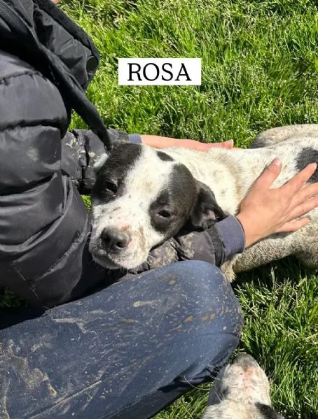 Rosa, la prima di 3 cucciole bellissime e monelle | Foto 5