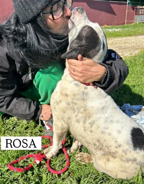 Rosa, la prima di 3 cucciole bellissime e monelle | Foto 2