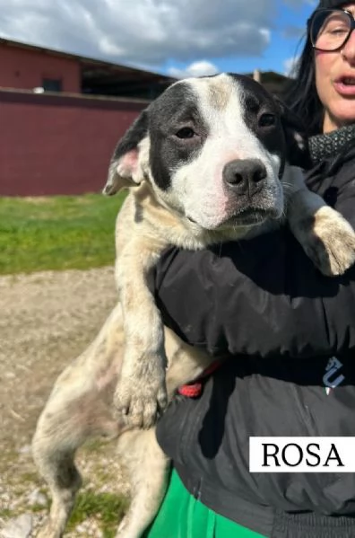 Rosa, la prima di 3 cucciole bellissime e monelle | Foto 1